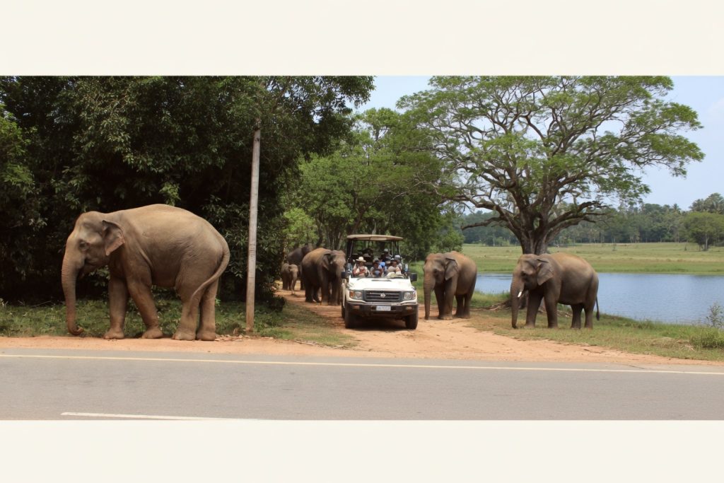 elephants arroud the safari