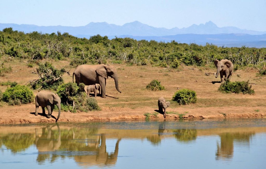 Safari elephants in Yala