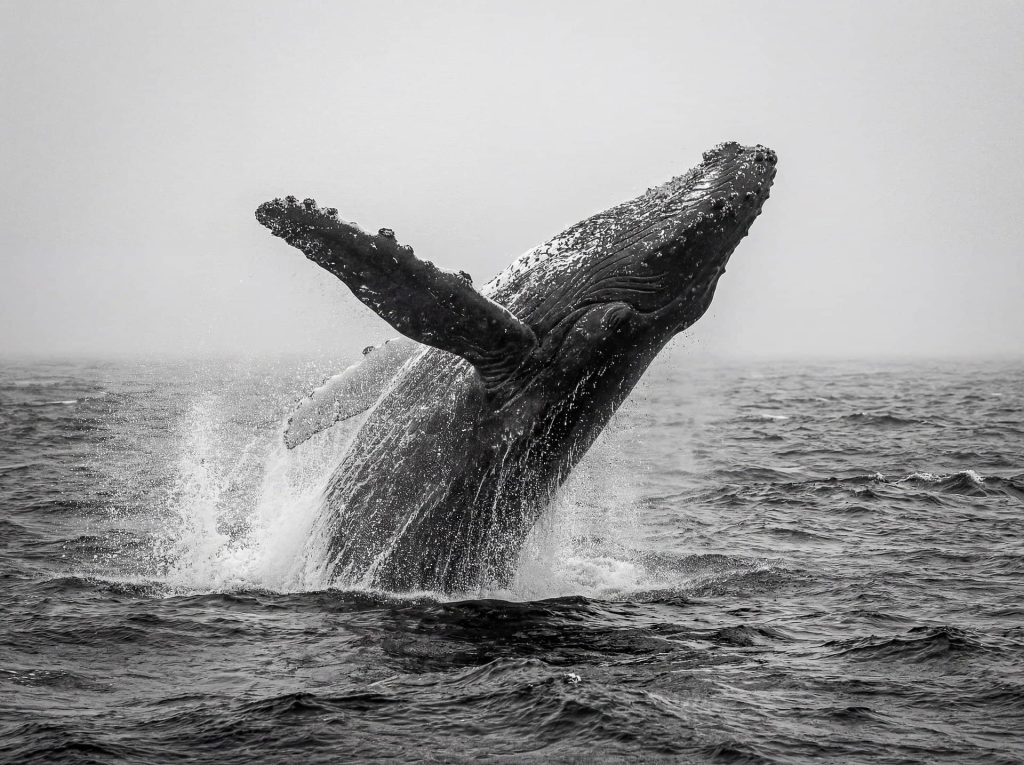 Whale watching tours (seasonal)